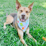 Poolside Pawgarita