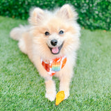 Summertime Popsicle