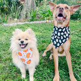 Pumpkin Patch Pup