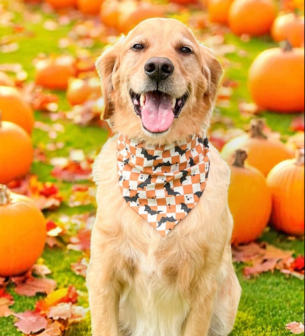 Dog sitting among pumpkins and autumn leaves